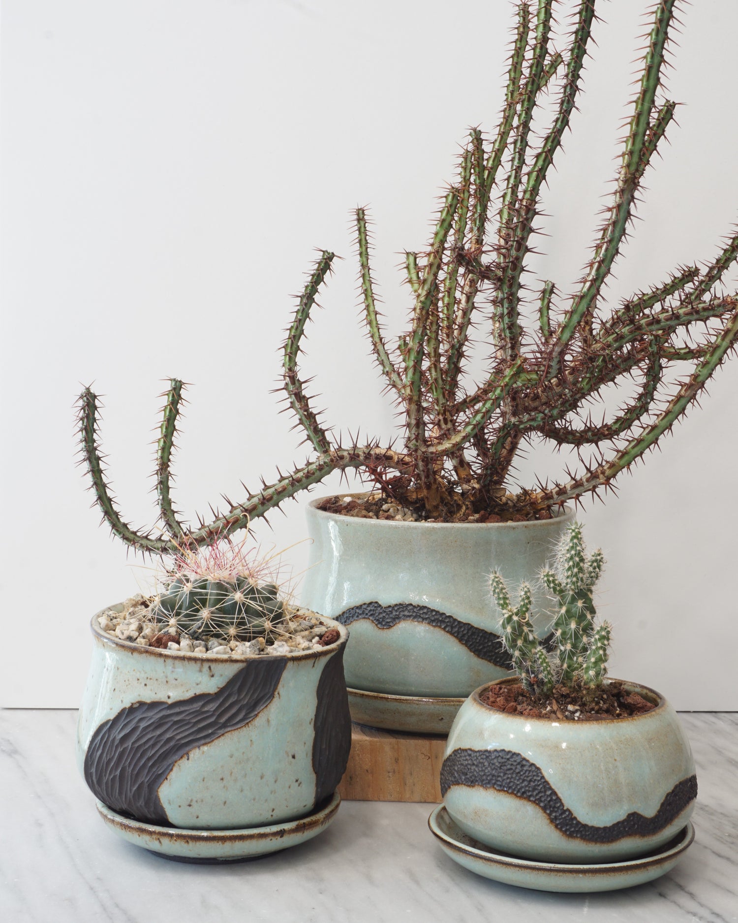 Image showing three robin's egg blue ceramic planters featuring a wavy line in the styolite pattern containing various cactuses